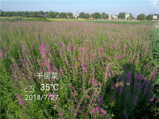 千屈菜