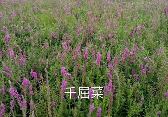 千屈菜