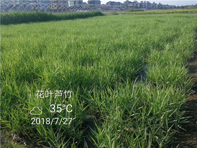 花叶芦竹