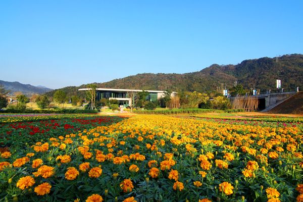 孔雀草花海