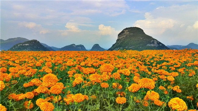 孔雀草花海