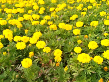 孔雀草（黄色)
