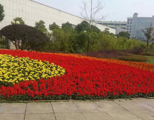 经典案例