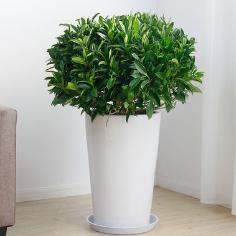 非洲茉莉