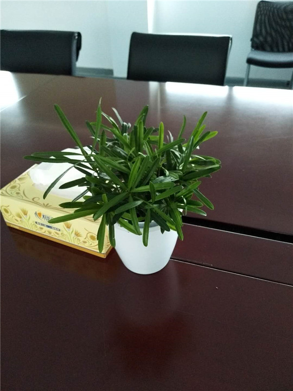 罗汉松