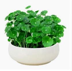 铜钱草