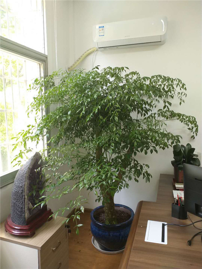 幸福树