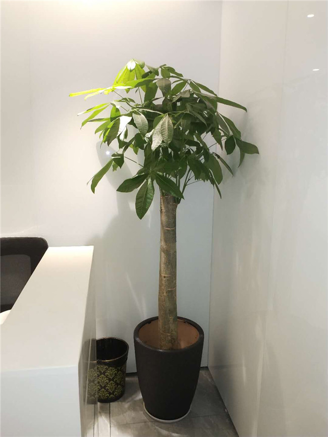 单杆发财树