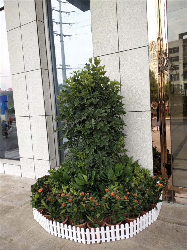 大型鸭脚木