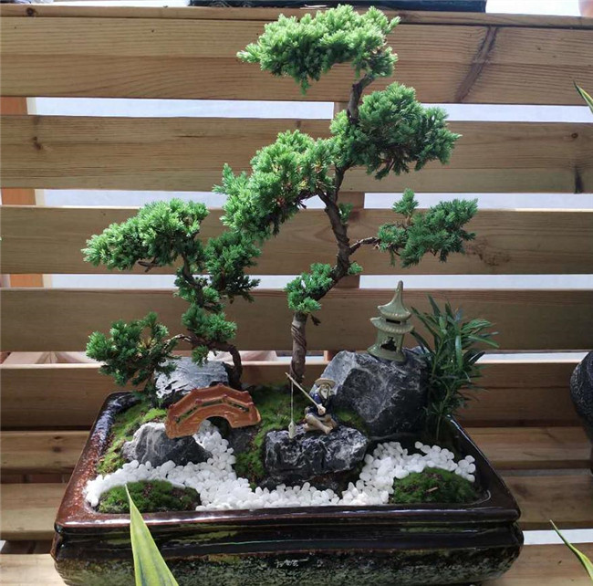 云松艺术盆景