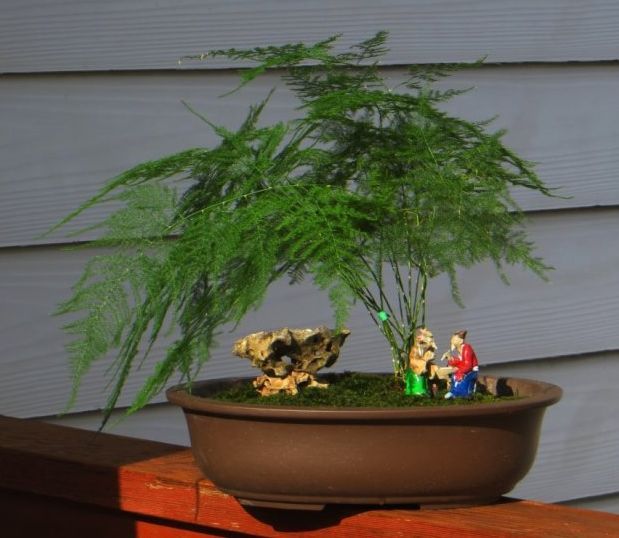 文竹艺术盆景
