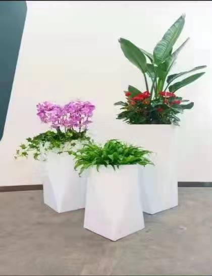 花卉组合