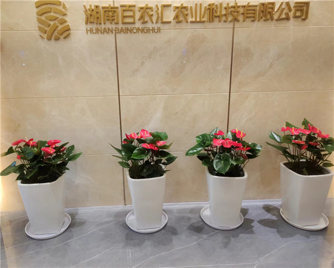 经典案例